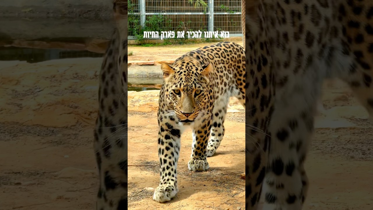 בואו עם הכצמנים להכיר את גן החיות הכי מטורף בישראל! צפו! #המלצה #טיול #טיולים #חיות #ילדים #חופשה