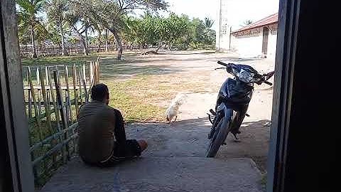 Cara tangkap ayam.......