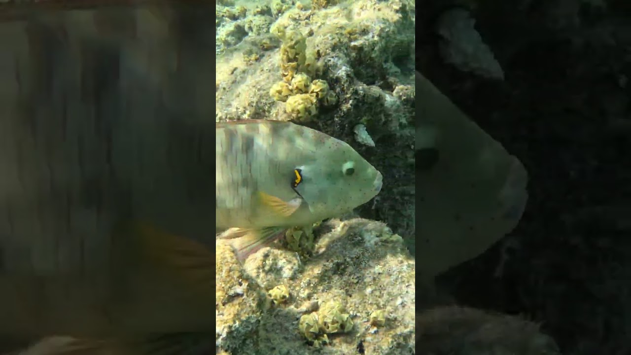 🐠 Curious Broomtail Wrasse Comes Right Up to Say Hello 👀💦