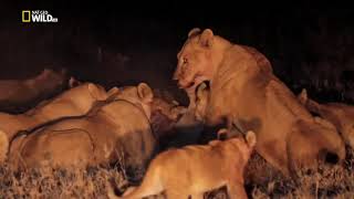 LION GANGLAND - NAT GEO WILD HD