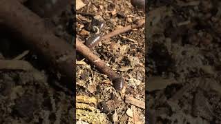 Bug and compost Activity