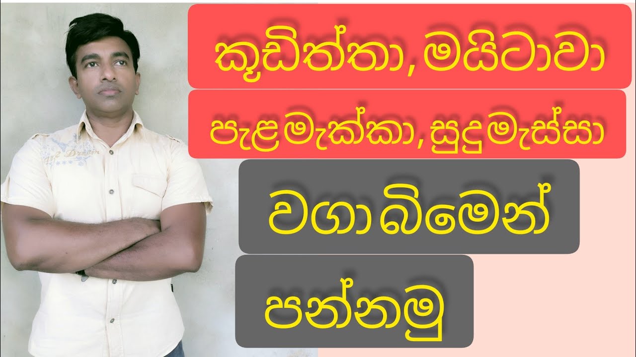 කූඩිත්තා, මයිටාවා, සුදු මැස්සා, පැළ මැක්කා, වගා බිමෙන් පන්නමු/ how to Chase away insects from plants