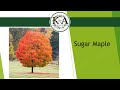 Native WI Trees &amp; Shrubs