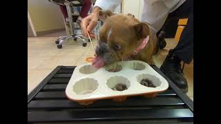 How to feed a regurgitating megaesophagus bulldog by Dr. Kraemer Vet4Bulldog Bully Specialist