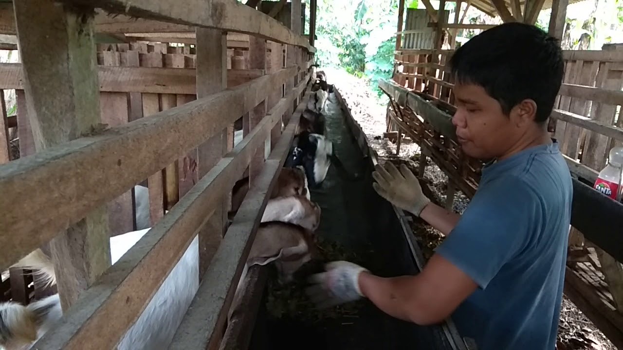 Memberi pakan fermentasi kepada kambing ternak 