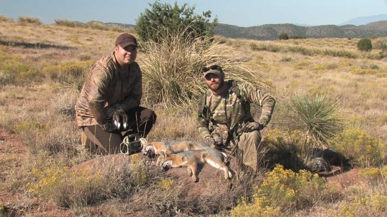 fox and coyote hunting fox and coyote hunting