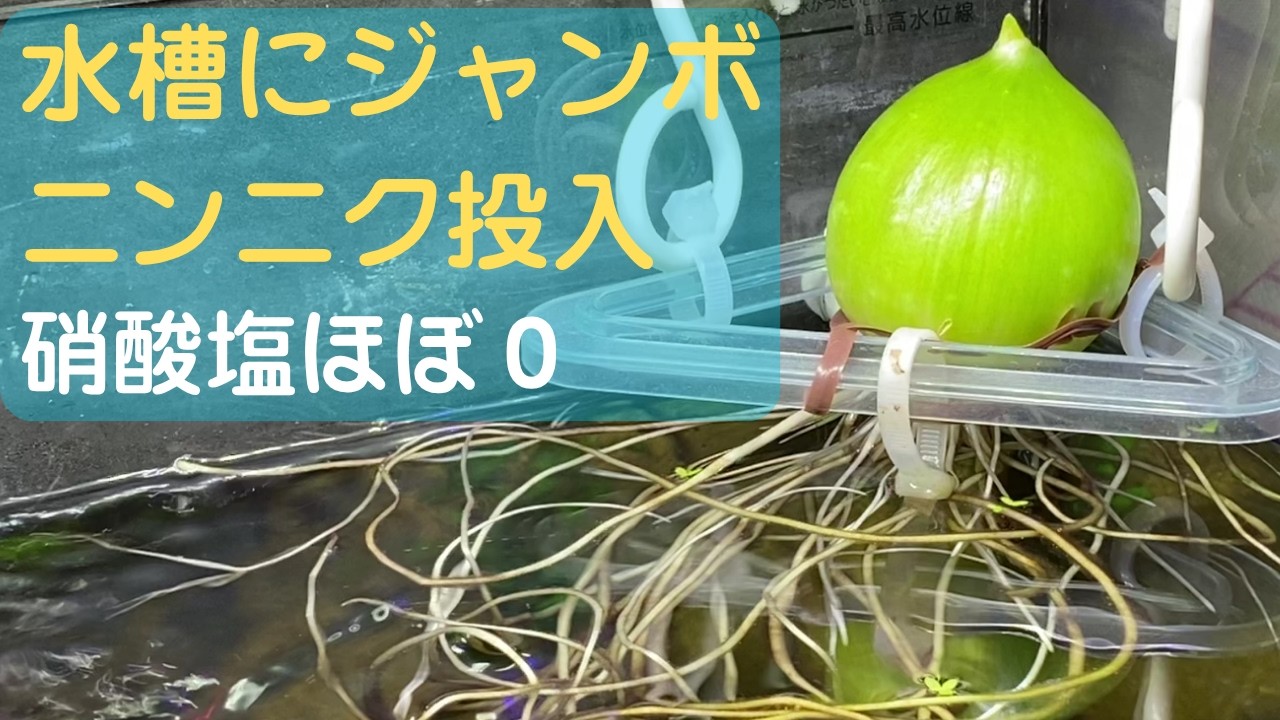 I Put Jumbo Garlic in My Tank and the Nitrates Almost Vanished
