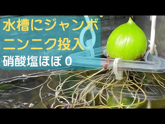 DIY】フィッシュレット改造してみた【アクアリウム】 - YouTube