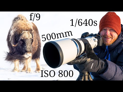 OM System OM-1 & M.Zuiko 150-400mm f/4.5 | Wildlife Photography