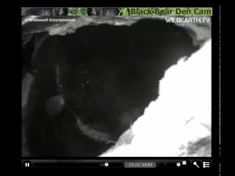 February 21, 2010 (Part 1) - Lily the Black Bear a...