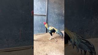 💢Rajan 👑 Son Part-2🥺💔😒 #pets #petshorts #petvideos #petsvideo #pets #yt #tirunelveli