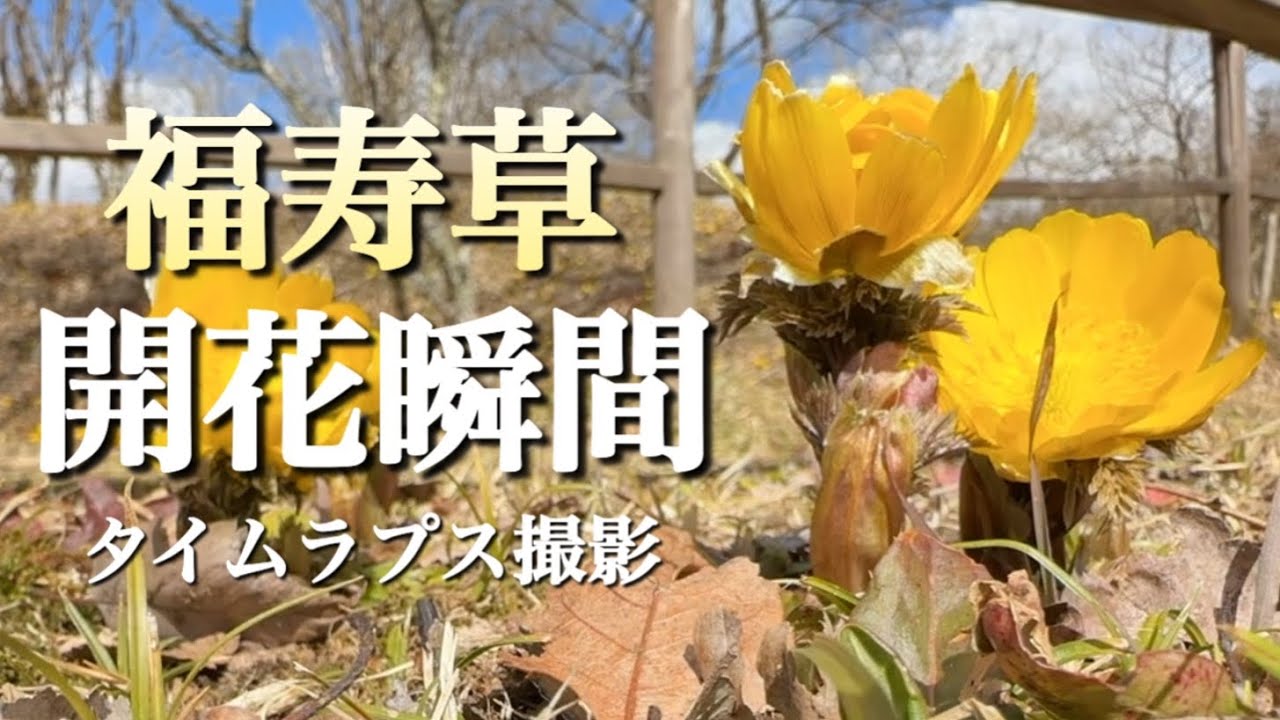 春の山野草】 2月 タイムラプス撮影 福寿草開く瞬間をお届けします