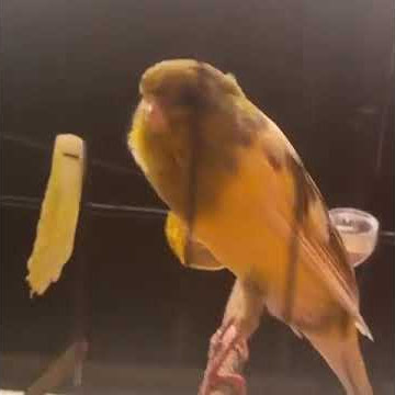 Handsome canary with a good song || story wa kenari gacor dor #shorts#canarysongs#canary#kenari
