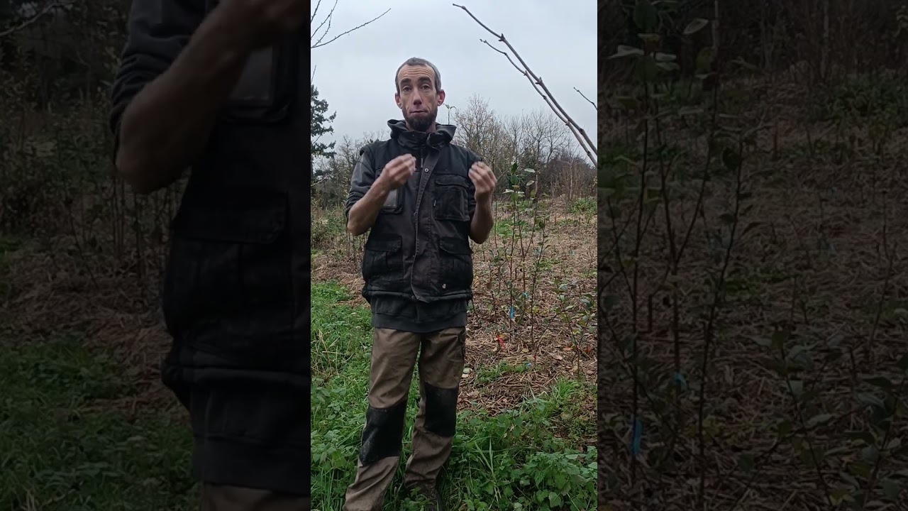La pollinisation des arbres fruitiers