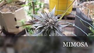 CANNABIS GARDEN SEVEN LEAF GENETICS THE BIGKUSH  LAT 33 COASTAL CALIFORNIA