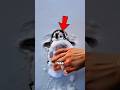 ¿Sabes por qué tocar a un pingüino es ilegal en la Antártida?