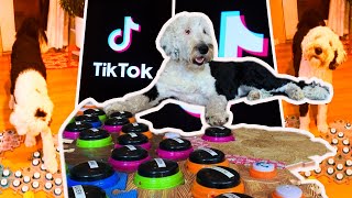 What TikTok’s Bunny the Talking Dog Is Teaching Us