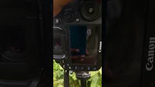 canon 7d mark ii #birdphotography #canon #viral #birdphotography #shorts #wildlifephotography #bird canon 7d mark ii #birdphotography #canon #viral #birdphotography #shorts #wildlifephotography #bird