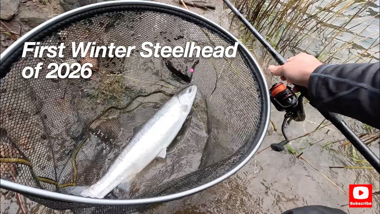 HAPPY NEW YEAR winter STEELHEAD! Kicking off 2026 with Pure CHROME