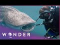 Face To Face Encounter With A Huge Whale Shark | Australian Wilderness S1 EP1 | Wonder
