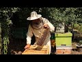 День пчеловода празднуют в Украине - 19.08.2021
