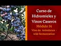 Cómo hacer un VINO DE ARÁNDANOS - wild fermentation - MÓDULO 14