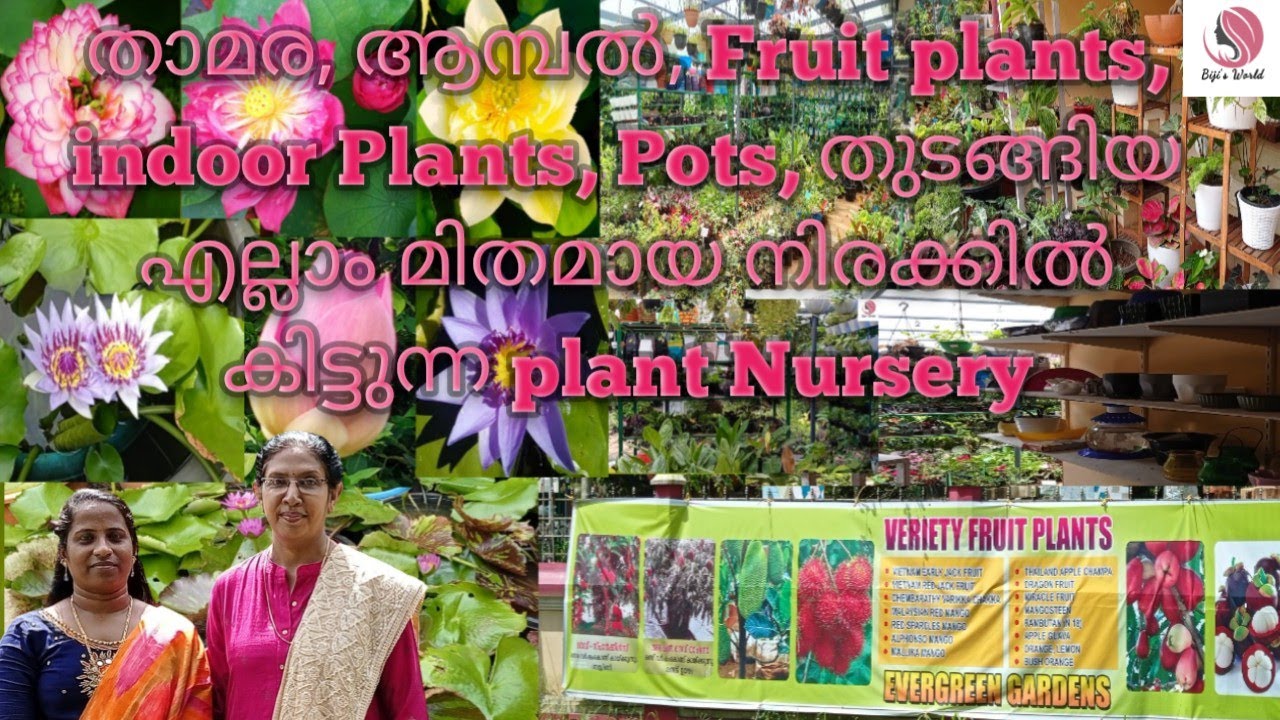 Plant Nursery visit /// Evergreen Gardens Nursery in Thrissur /// വിവിധ