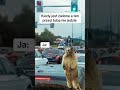 „Kiedy jest zielone, a on jeszcze myśli o życiu.”