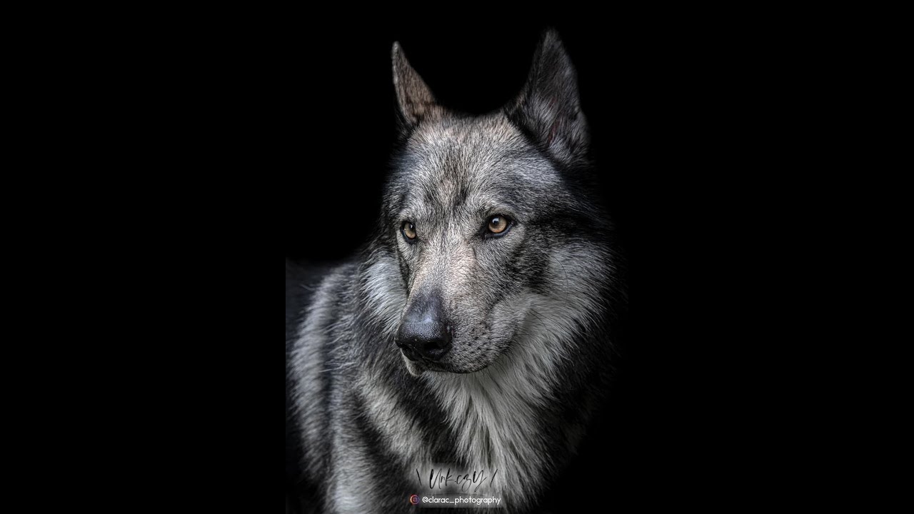 Une passionnée de CHIEN LOUP met en garde