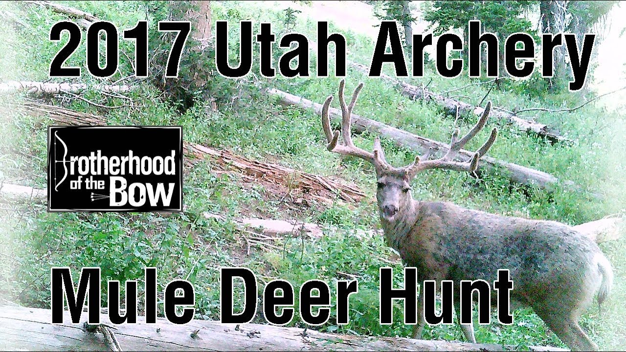 2017 Utah Archery Mule Deer Hunt Shooting a Compound Instinctive
