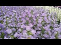 風鈴花