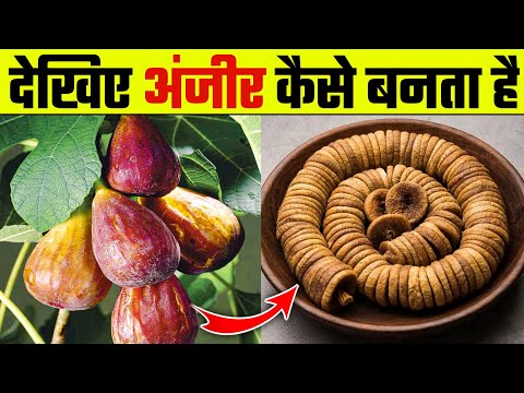 वीडियो: अंजीर को मचान में कैसे इकट्ठा किया जाता है?