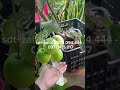 Táo Đại Mật Khổng Lồ #bonsai #shortvideo