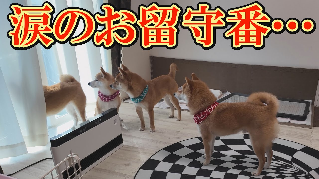 お留守番カメラで話しかけると、ギャン泣きしながらカメラに向かって話しかける柴犬が愛おしい