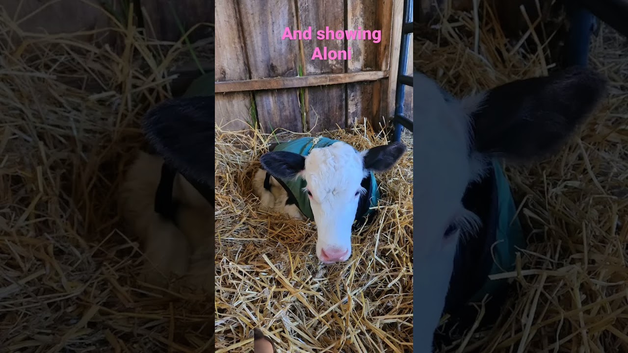 I love Amarillo but she’s to big for me to show her this year❤️🐄