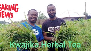 Meet Cameroonian Entrepreneur Who Processes Lemongrass ( Fever Grass) Into Convenient Herbal Tea.