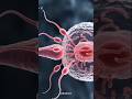 DNA Fusion: How Sperm & Egg Create NEW Life (Genetics 3D) | Human Fertilization process #anatomy
