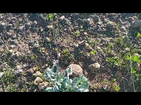 فيديو: زراعة عشبة حشيشة الكلب في الحديقة