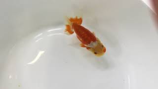 高橋明麿　かんざし