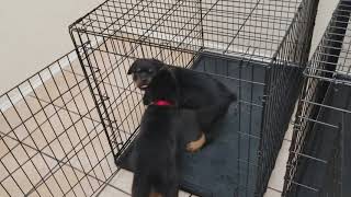Paco and Chacho Rottweiler Puppies by MadMexican ! 87,034 views 6 years ago 1 minute, 22 seconds