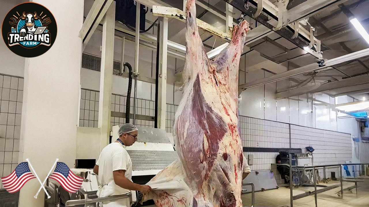 How American Ranchers Raise And Processing 30,1 Million Beef Cattle ...