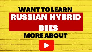 Russian Hybrid Honey Bees - Are They Right For Me?