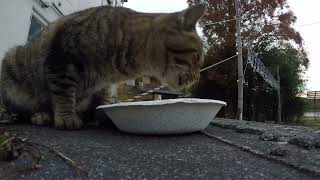 Feeding a Stray Kitten in Japan: An Unexpected Visitor Part2