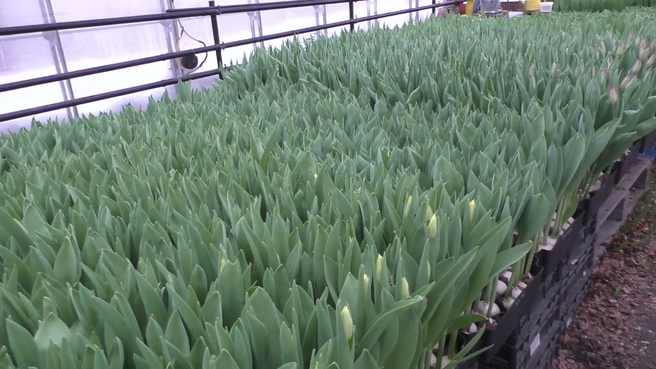 Первое цветение и срезка тюльпана на гидропонике