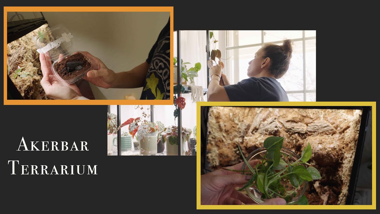 Akerbar Terrarium Build #houseplants #indoorplants #plantcare
