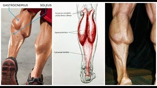 تمارين تضخيم عضلة السمانة بهذه تمارين الرائعة  calves Huge Calf Tips