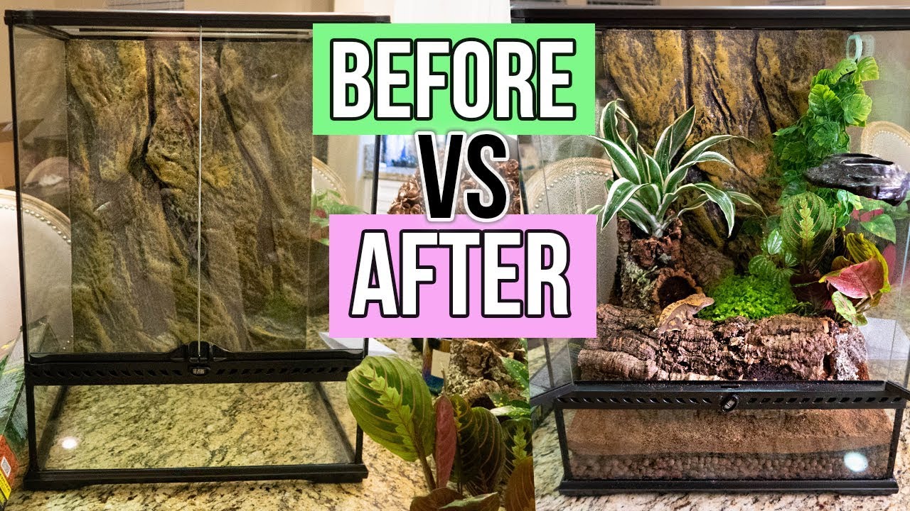 setting up a crested gecko vivarium with live plants
