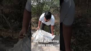 365Days stray cows feeding mission help us to reach our goal please subscribe to my channel 🙏🙏