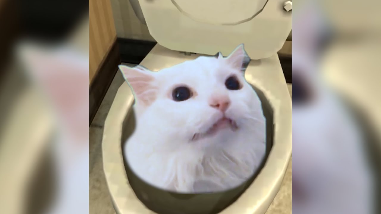 Skibidi Cat Toilet 1 - YouTube