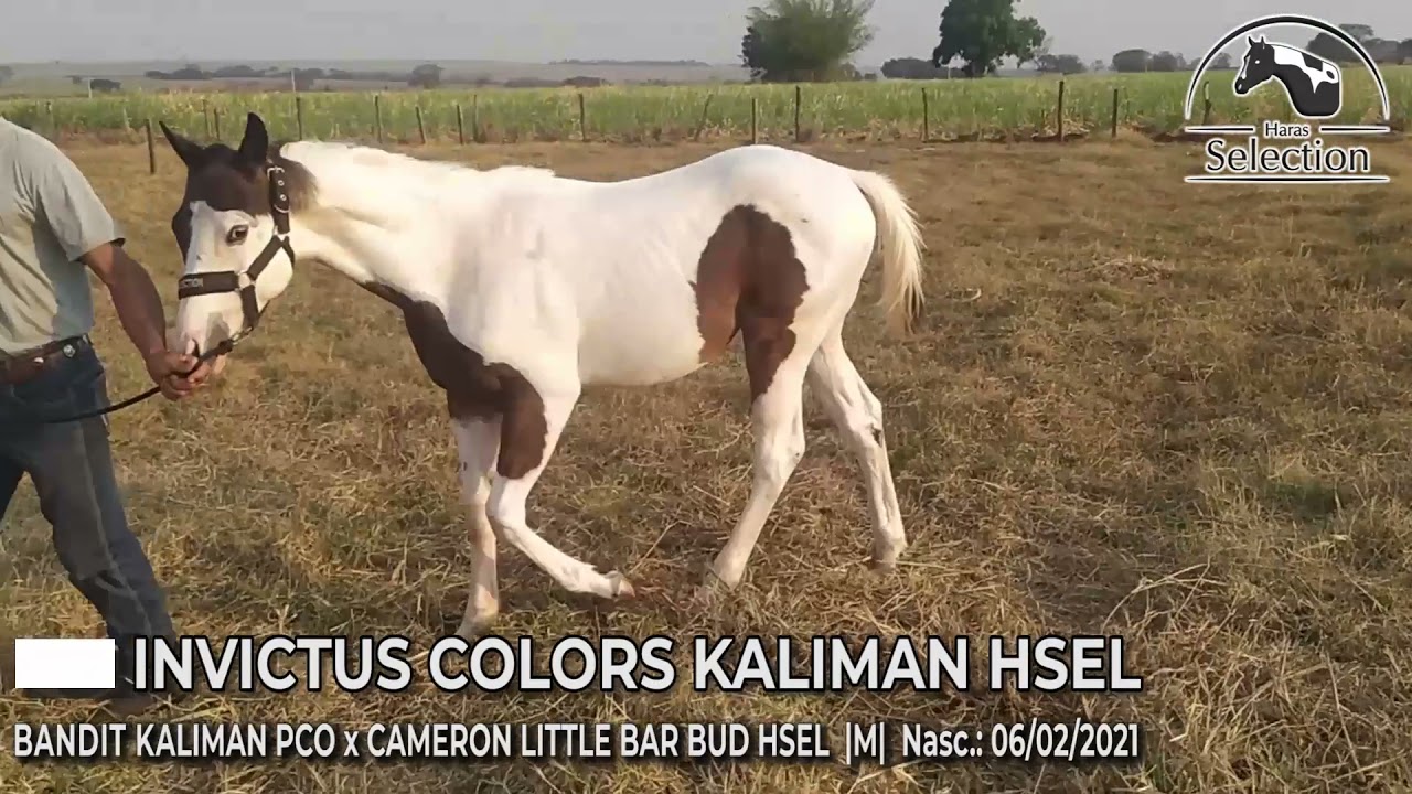 INVICTUS COLORS KALIMAN HSEL - YouTube